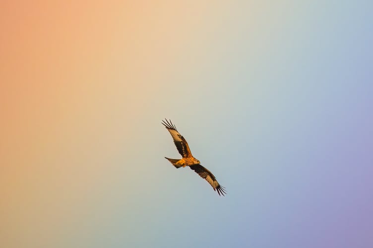 red kite rainbow