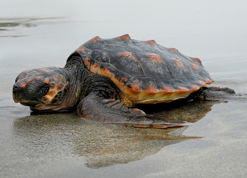 Loggerhead turtle