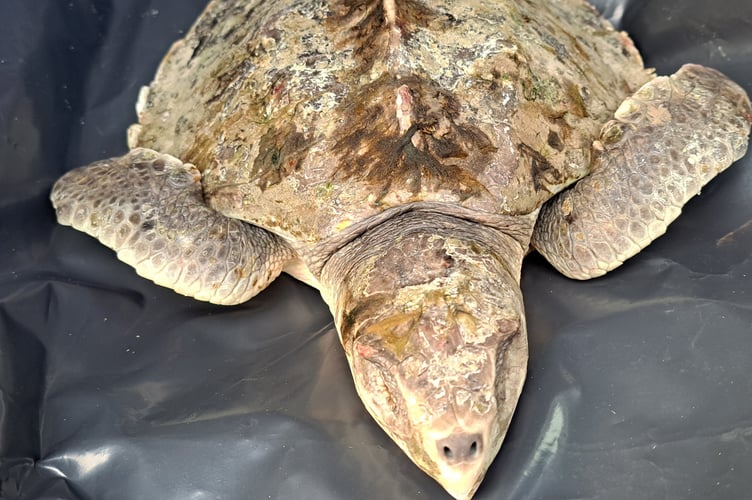 Kemp's Ridley turtle