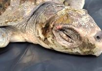 Calls for beach-goers to look out for endangered sea turtles 