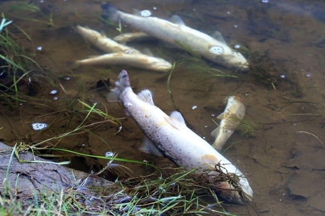 Fish killed in the Teifi slurry spill. 