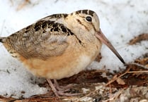 Petition to stop woodcock shooting signed by hundreds in Ceredigion  