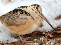 Petition to stop woodcock shooting signed by hundreds in Ceredigion  