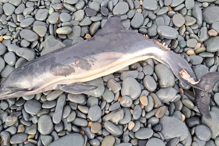 Dead common dolphin