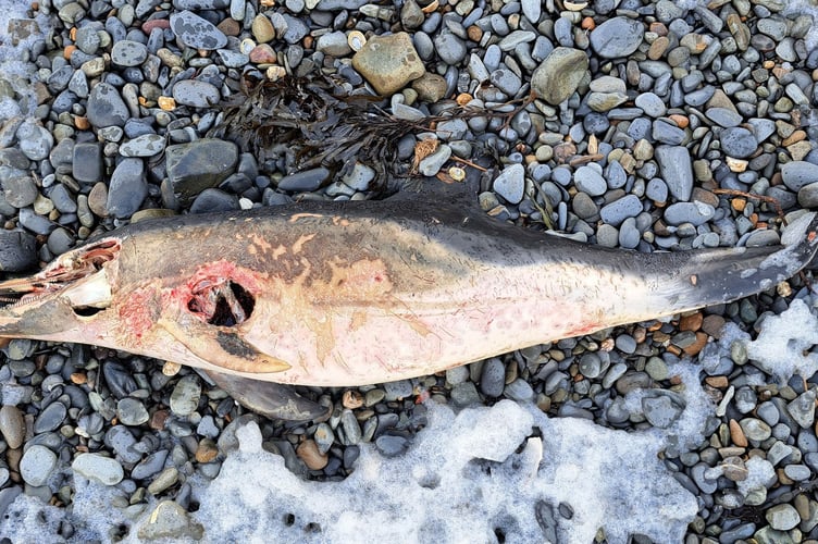 Another dead common dolphin