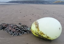 Seafood delicacy goose barnacles washed up on Ynyslas beach 