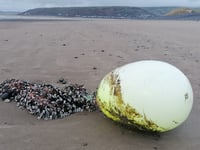 Seafood delicacy goose barnacles washed up on Ynyslas beach 