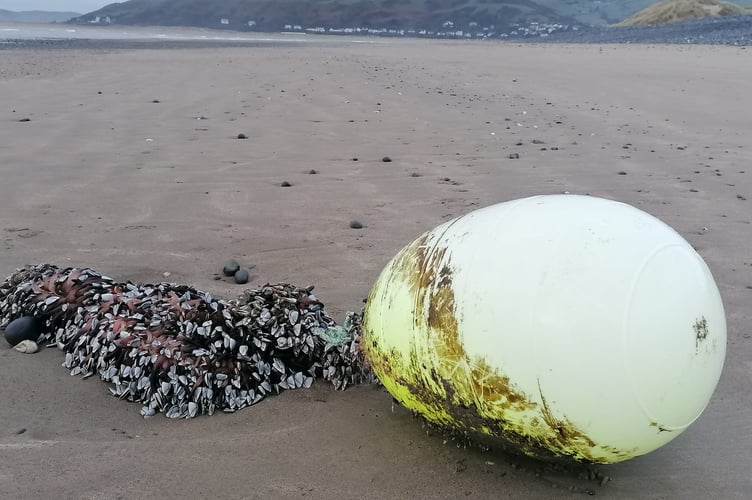 Goose barnacles attached to a lost buoy