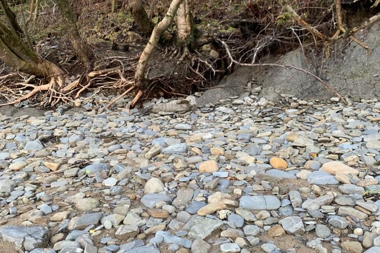 The seal pup on Cei Bach beach