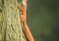 Red squirrels in Mid Wales on brink of survival, experts warn