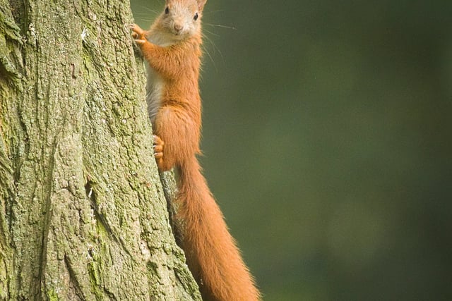 Red squirrels in Mid Wales on brink of survival, experts warn