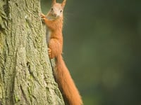 Red squirrels in Mid Wales on brink of survival, experts warn