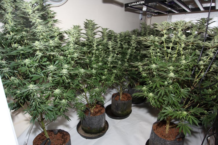 Cannabis