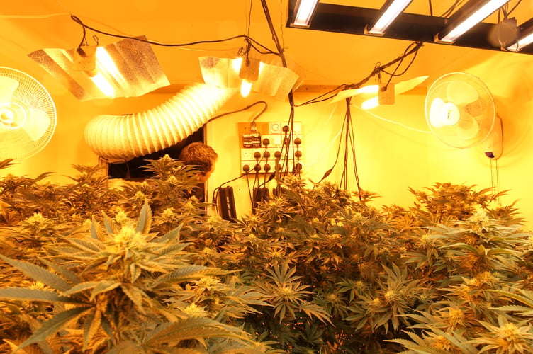 Cannabis