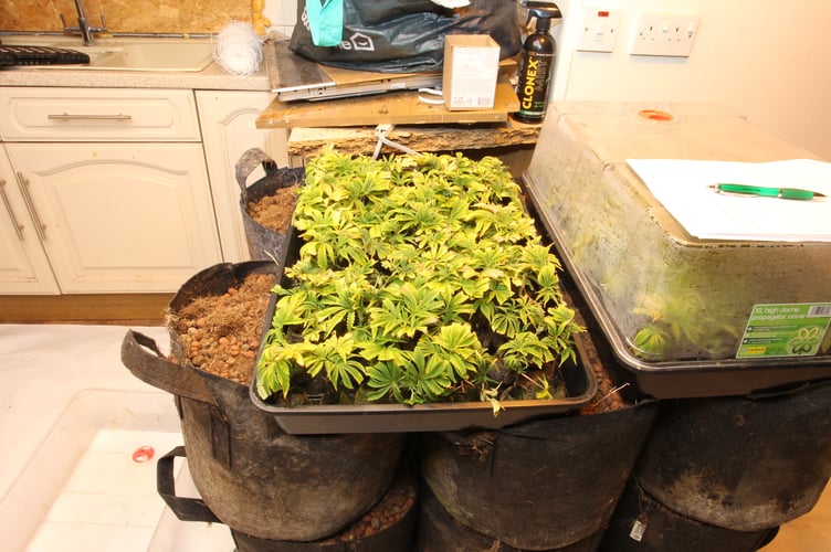 Cannabis