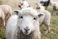 FUW calls for changes to legislation on livestock attacks