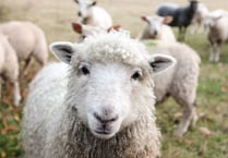 FUW calls for changes to legislation on livestock attacks