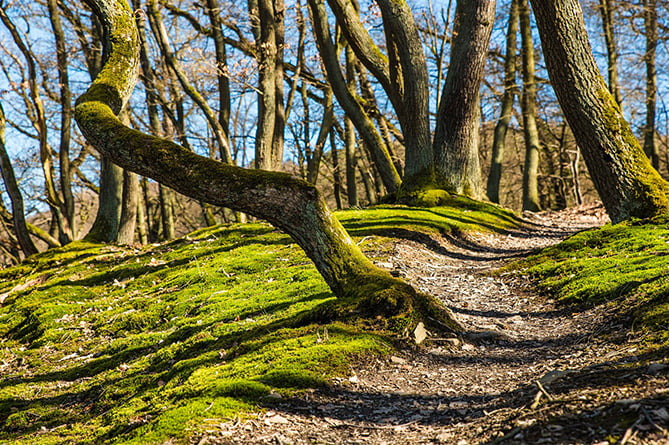 Forest Woodland stock