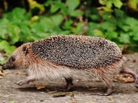 Town council joins project to help hedgehogs thrive