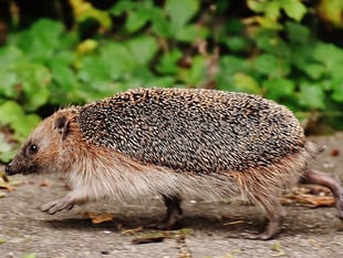Town council joins project to help hedgehogs thrive