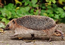 Town council joins project to help hedgehogs thrive