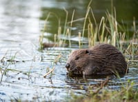 Feasibility study into reintroduction of beavers in Wales