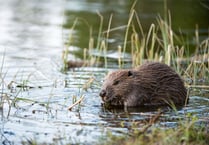 Feasibility study into reintroduction of beavers in Wales