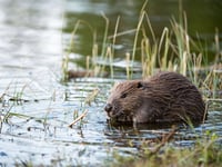 Feasibility study into reintroduction of beavers in Wales