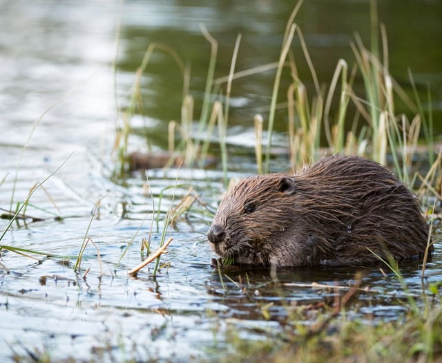 Feasibility study into reintroduction of beavers in Wales