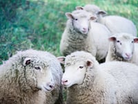Fresh and frozen sheep meat exports up 14 per cent