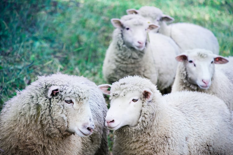 Sheep