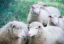 Sheep farmers to help Farming Connect create EBV for methane yield