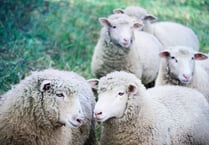 Fresh and frozen sheep meat exports up 14 per cent