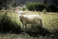 'Why are our farmers getting such a poor deal?'