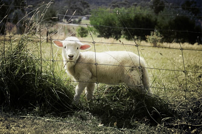 Farm stock photo