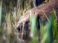 Bid to reintroduce beavers to the wild along Dyfi estuary moves ahead