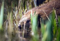 Bid to reintroduce beavers to the wild along Dyfi estuary moves ahead