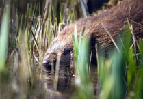 Bid to reintroduce beavers to the wild along Dyfi estuary moves ahead