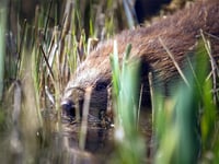 Bid to reintroduce beavers to the wild along Dyfi estuary moves ahead