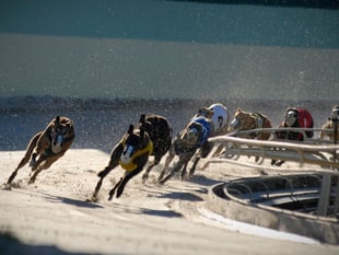 Deputy FM under fire over ‘political fix’ on greyhound racing ban