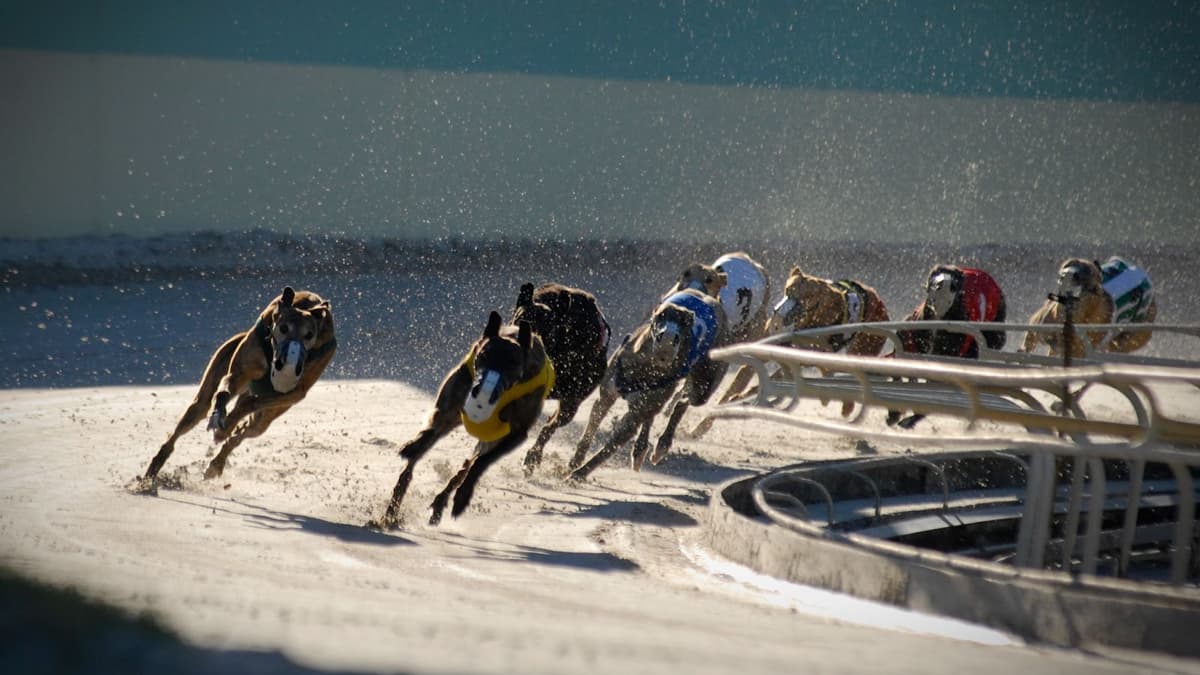 Phased Ban on Greyhound Racing in Wales by 2030 | Cambrian-news.co.uk