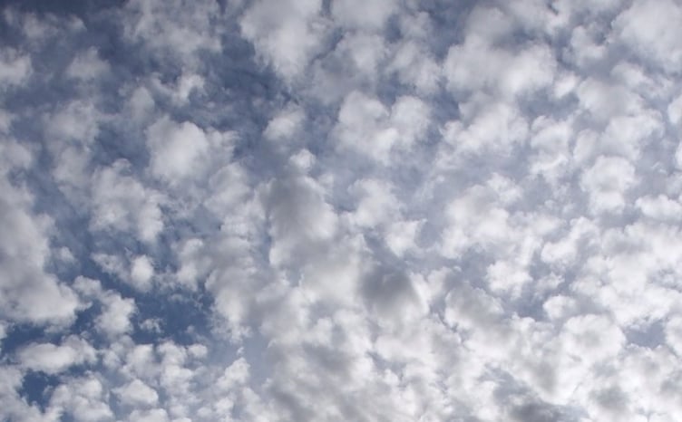 Margaret Pugnet, Trees and cloudscape along the edge of Ynysmaengwyn woods