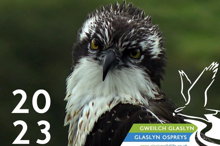 Glaslyn osprey coffee morning