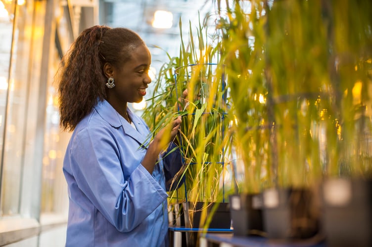 phenomics gogerddan labs, research and inspection of plants grown under controlled conditions