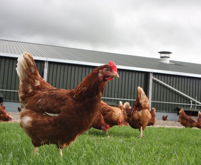 What the cluck: Chickens kept in gardens may have to be registered 