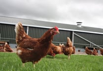 What the cluck: Chickens kept in gardens may have to be registered 