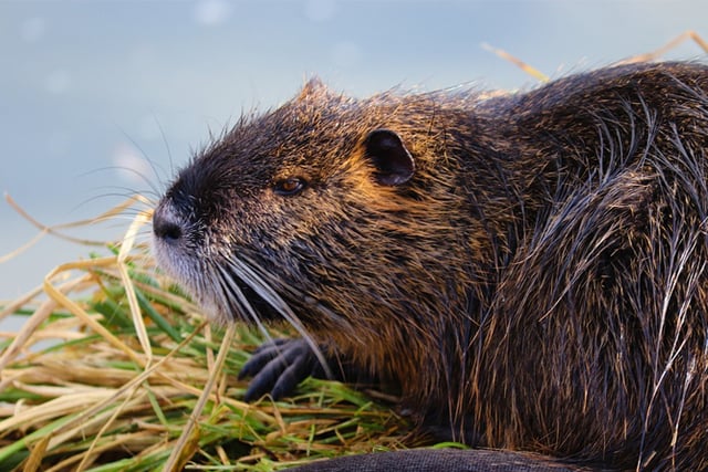 Beavers back in the wilds of Wales, what do you think?