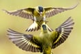 Photographer captures dramatic images of fighting siskins 