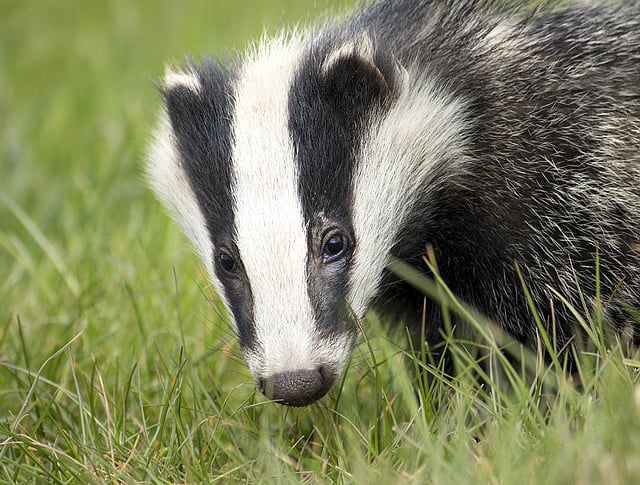 Unions welcome Bovine TB board