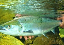 Stark report warns salmon may disappear completely from Welsh rivers 